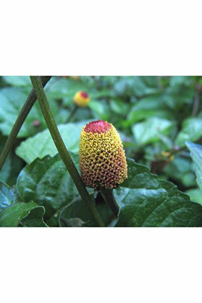 Diş Ağrısı Otu - Acmella Oleracea Tohumu (10 Adet)