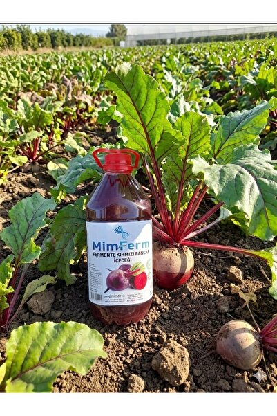 KIRMIZI PANCAR FERMENTESİ