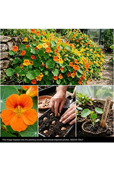 Bloom & Sow Seed بذور ناستورتيوم متعددة الألوان (100 حبة) - زهور زينة صالحة ل...