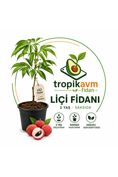 TropikAVM Liçi Fidanı 2+ Yaş Saksıda