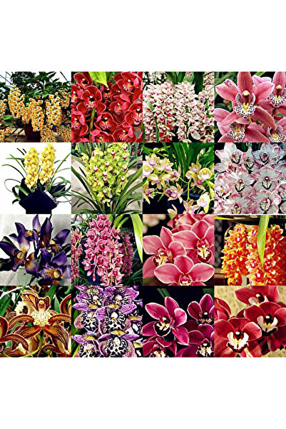 Bloom & Sow Seed بذور زهرة السيمبيديوم متعددة الألوان (عطرية للغاية) - زهور ز...