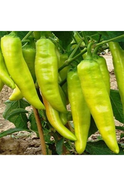 Garden Σπόρος Πιπερόκαρφας Bounty F1