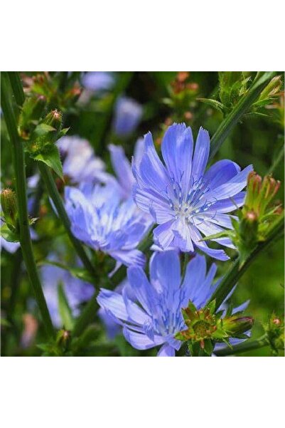 Bloom & Sow Seed بذور الهندباء الزرقاء الفاتحة، زهور بريّة متعددة الأزهار صال...