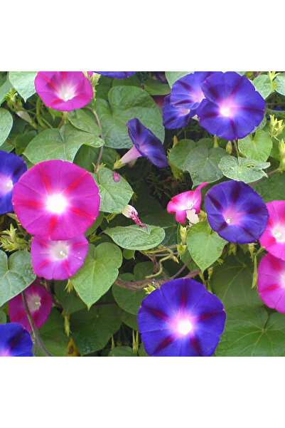 Bloom & Sow Seed بذور زهرة الصباح متعددة الألوان - زهور زينة متسلقة لتزيين ال...
