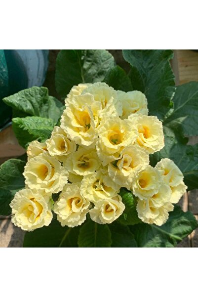 Bloom & Sow Seed Cream Ruffled Edge Primula Seeds, Indoor Balcony Winter Spri...