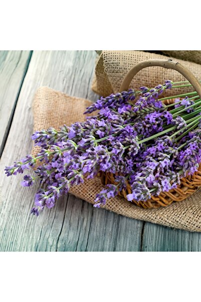 Bloom & Sow Seed Fresh Lavender Bunches & Seeds – Fragrant Aromatic Herb for ...