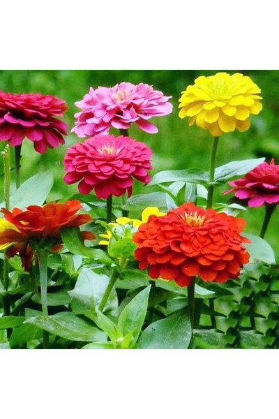 Bloom & Sow Seed Mixed Color Double Zinnia Seeds – Annual Ornamental Flowers ...