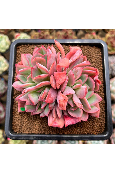 SukuLand Echeveria Luella kore ithal kışın kızaran özel tür sukulent 5,5cm sa...
