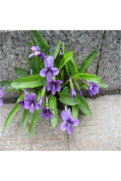 Bloom & Sow Seed Hardy Purple Violet Seeds, Low‑Growing Ground Cover, for Roc...