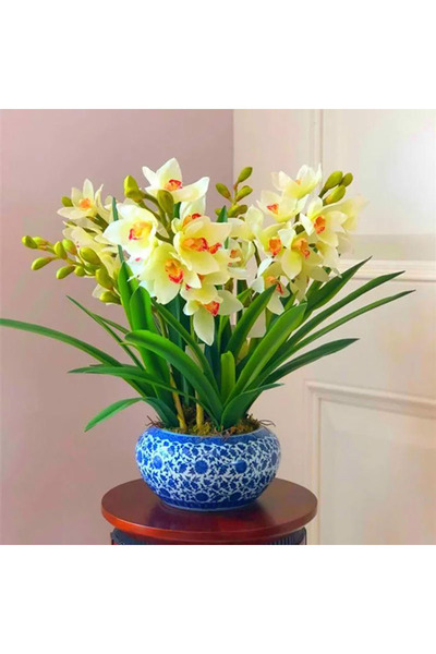 Bloom & Sow Seed نباتات أوركيد سيمبيديوم ذات العنق الأحمر الحليبي، زهرة أوركي...