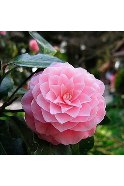 Bloom & Sow Seed Rare Two‑Tone Double Camellia Seeds, Full Layered Petals, fo...