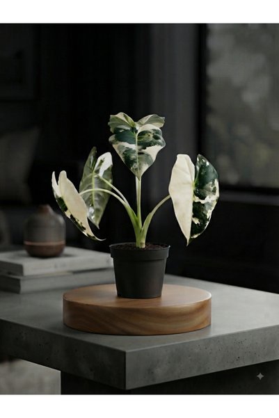 SUKULENTİSTANBUL Alocasia Frydek Variegata - Nadir Tür Bitkisi -6cm Saksılı- ...