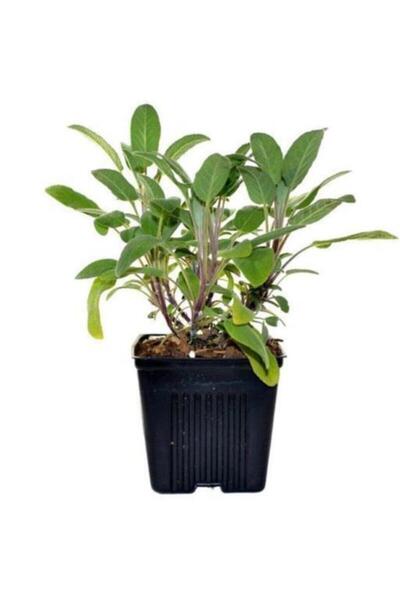 BİORGANİX Saksılı Tıbbi Adaçayı Fidanı 10-20 cm 5 Adet