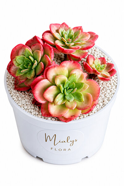 Mialys Sukulent Cluster Echeveria ‘Noble Red’ İthal Renkli Çoklu Rozet Koleks...