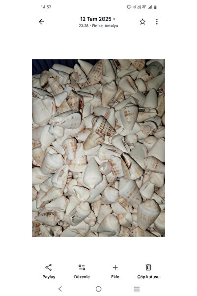 Genel Markalar Deniz Kabuğu ((100 gr)) Paket orta karışık boy (2-5CM)