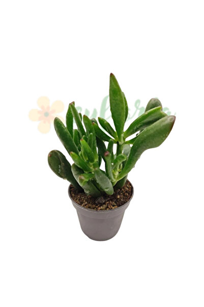 Eufloria Crassula ovata 'Coral' Ø6cm