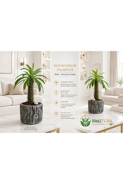 BitkiTÜRK Beton Saksıda İthal Madagaskar Palmiyesi 30/40cm lav taşları ve por...