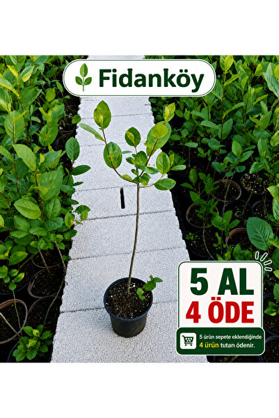 FİDANKÖY Aronya poşetli / saksılı bahce kurulumuna uygun doku kültürü uretimi