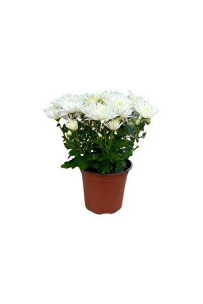Mimoza Kuğu Beyazı Saksılı Kasımpatı Fidanı Krizantem Chrysanthemum 10-20 Cm