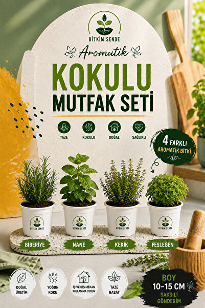 Bitkim Sende Aromatik KOKULU Mutfak Seti Fesleğen+Biberiye+Kekik+Nane+ Fidesi...