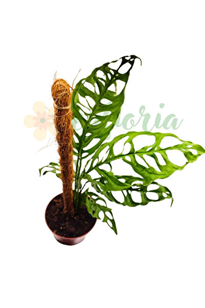 Eufloria Monstera obliqua 'Peru'