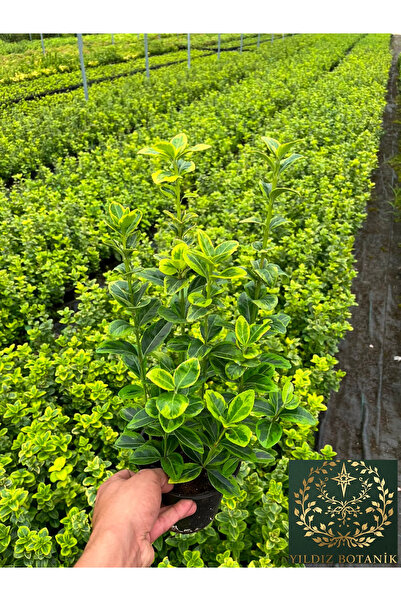 YILDIZ BOTANİK Altuni Gold Taflan Çit Bitkisi Sarı Taflan Fidanı 35-40 Cm 1 S...