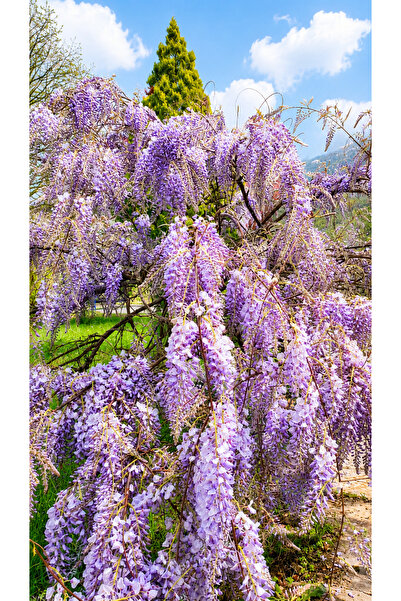 Vasada Mor Salkım Fidanı Wisteria Sinensis Tüplü 40-60 cm