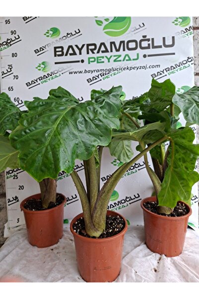 Bayramoğlu Peyzaj Fil Kulağı (Alocasia 'Low Rider')
