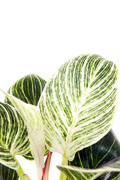 Philodendron Birkin Bitkisi Fiyatlar ve Modelleri - Trendyol