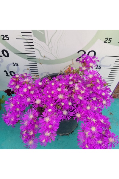 Zambak Botanik Saksılı Acem Halısı (Aptenia cordifolia) (Şu anda çiçekli)