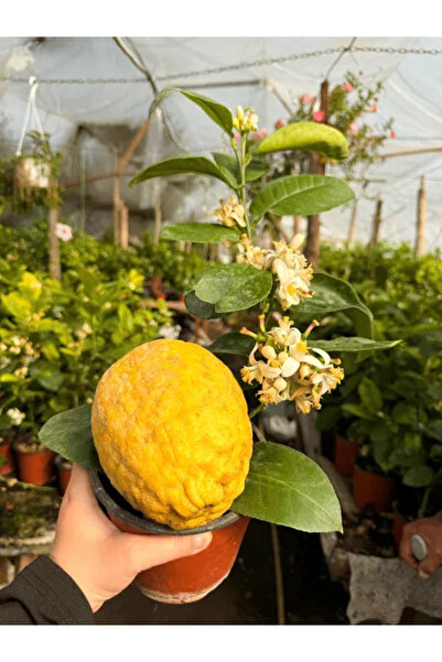 Ecotera Lămâie Gigantă Diamante – Anul 1 |   Citrice mediteraneene exotice