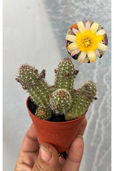 nazlı çiçekçilik Chamaecereus Kaktüs Sarı Çiçekli 5,5lik Saksıda