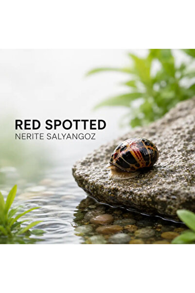 Moss Akvaryum Red Spotted Nerite Sal yan goz 2 Adet (Küçük Boy - Yosun Yiyici)
