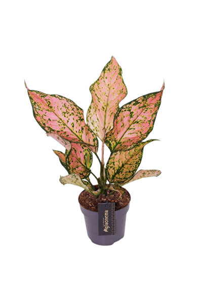 Eufloria Aglaonema 'Pink Dolphin' Ø12cm
