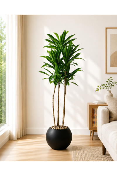 TrentonGCC Artificial Dracaena Indoor Plant in Modern Round Pot – Decorative ...