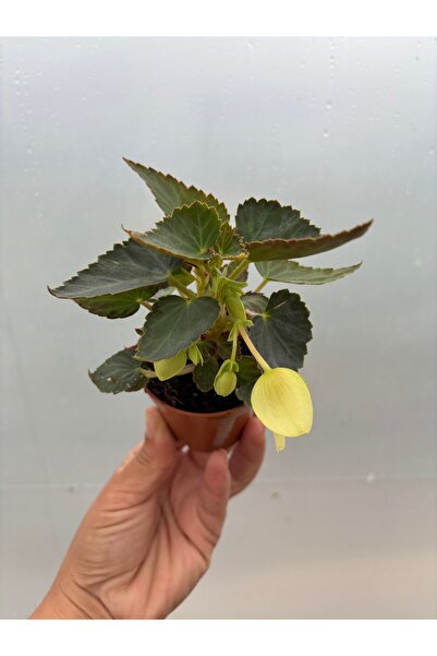 nazlı çiçekçilik Bolivya Begonya Begonia Bossa Nova Sarı Sarkıcı Begonya