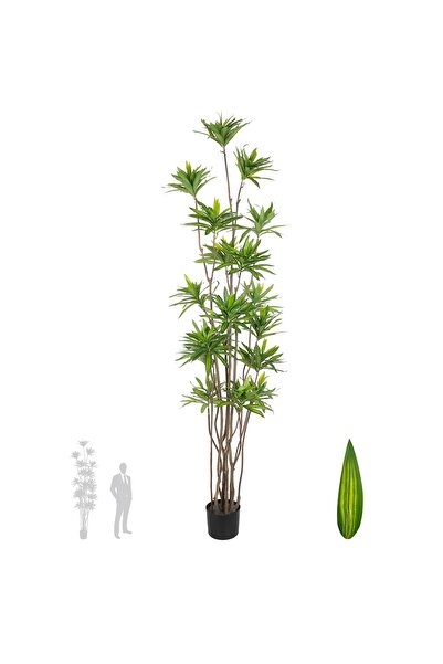 Roberto Rossi Dracaena artificiala H200cm fragrans cu frunze verzi