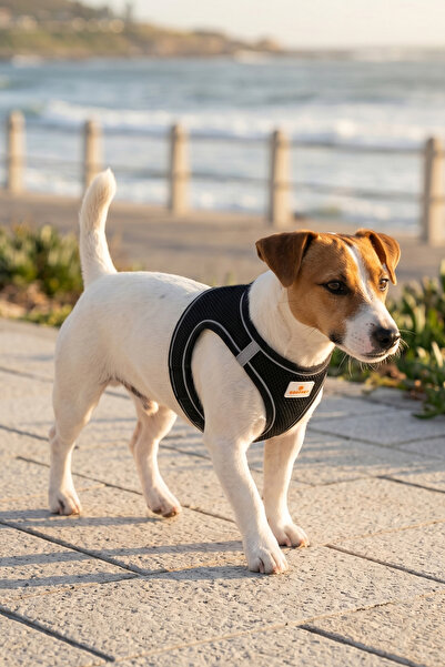 GOBYPET Kediler Ve Köpekler İçin Rahat, Dayanıklı Göğüs Tasması XL