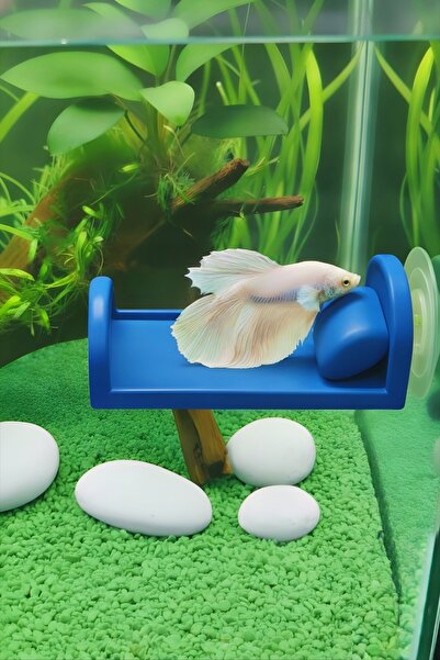 Akvaryum Beta Dinlenme Alanı ⬢ Mini Yastıklı Yatak ⬢ Beta Halfmoon , Erkek ve...