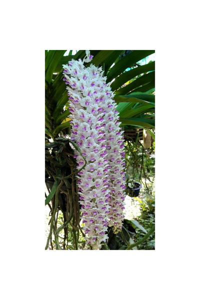 123 100 Italian Orchid Seeds - Rare Variety, Elegant Flowers Suitable for Att...