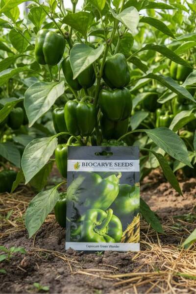 OEMS Capsicum green wonder