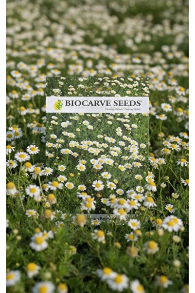 OEMS زهرة الأقحوان البيضاء (Chrysanthemum paludosum)