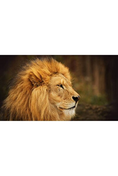 Persona Tablou canvas 100 x 70 cm, Animale model 521