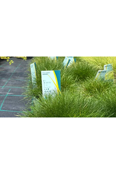 PLANTA TERRA Gradina ta începe aici Festuca Amigreen - iarbă decorativă mică