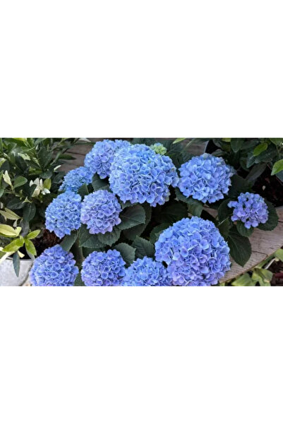 PLANTA TERRA Gradina ta începe aici Hortensie Panicle Albastru Foc Magic 40-6...