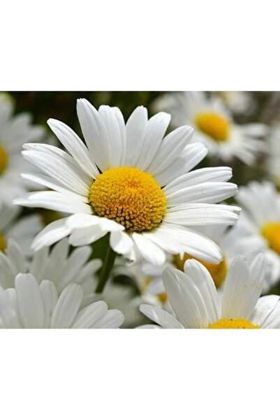 Bloom & Sow Seed بذور