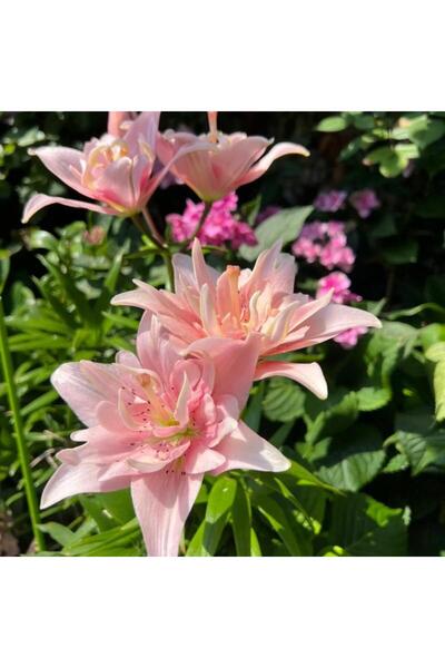 Bloom & Sow Seed بذور زنبق وردي مزدوج الزهرة - عالي العطر، متعدد البتلات؛ منا...