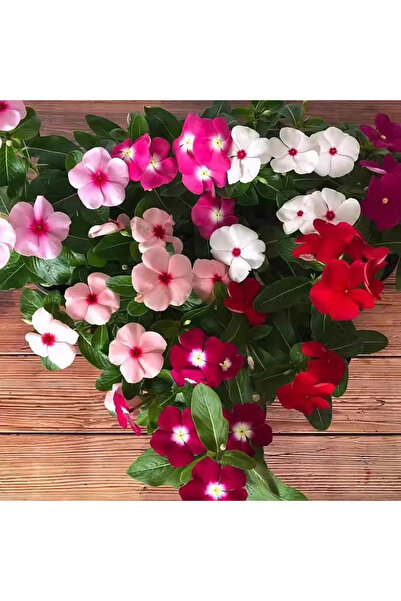 Bloom & Sow Seed بذور زهرة البيريونكل (الفينكا) متعددة الألوان - مقاومة للحرا...