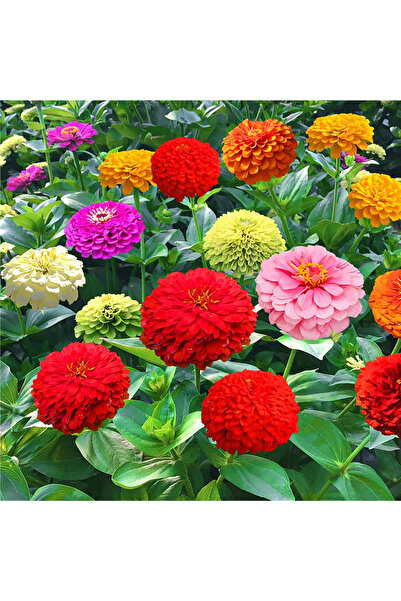Bloom & Sow Seed بذور زينيا إليجانس متعددة الألوان من هاردي، زهور مزدوجة على ...