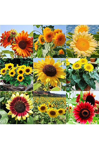 Bloom & Sow Seed بذور دوار الشمس الزينة المتنوعة - خليط متعدد الألوان والأنوا...